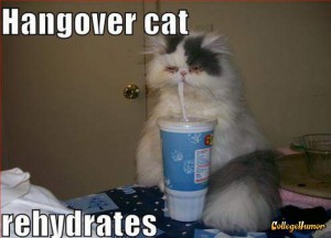 hung over cat